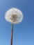 Dandelion in the sky of october