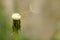 Dandelion spores blowing away