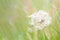 Dandelion spores float on a gentle breeze in a calm summer meadow