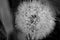 Dandelion on spring field. Black and white image