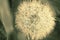 Dandelion on spring field. Vintage style sepia image