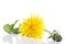 Dandelion - spring flowers. Yellow flowers isolated on white background.