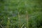 Dandelion stems with green garden background bokeh