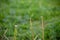 Dandelion stems with green garden background bokeh