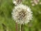 Dandelion. Summer dandelion fluff. Macro flower on blur green background.