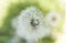 Dandelion. Summer dandelion fluff. Macro flower on blur green background.