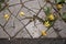 dandelion in sunlight casting shadow on cracked pavement