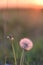 The dandelion at sunset is illuminated by the sun . close-up side. background, photo vertical position