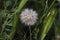 Dandelion surrounded by green grass