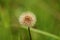 Dandelion or Taraxacum flower with flower head composed of numerous grey and white florets on green leaves background