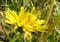 Dandelion Taraxacum in Flower in Sunlight