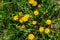 Dandelion Taraxacum officinale as a wall flower, is a pioneer plant and survival artist that can also thrive on gravel roads.