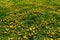 Dandelion Taraxacum officinale as a wall flower, is a pioneer plant and survival artist that can also thrive on gravel roads.