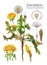 Dandelion Taraxacum officinale. Botanical watercolor illustration