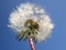 Dandelion - Taraxacum officinale - with dew