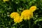 Dandelion (Taraxacum officinale) grows in the wild in spring