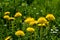 Dandelion (Taraxacum officinale) grows in the wild in spring