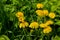 Dandelion (Taraxacum officinale) grows in the wild in spring