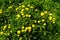 Dandelion (Taraxacum officinale) grows in the wild in spring
