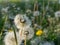 Dandelion or Taraxacum pappus with flying seeds in Spring