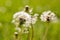 Dandelion Taraxacum sect. Ruderalia