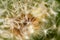 Dandelion Taraxacum sect. Ruderalia