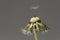 Dandelion (Taraxacum sect. Ruderalia)