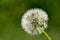 Dandelion (Taraxacum sect. Ruderalia)