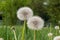 Dandelion,taraxacum, seeds dandelion,spreading the seeds by the wind, wind, wind blow,white,meadow, floral meadow
