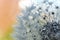 Dandelion or taraxacum seeds with dewdrops