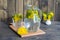 Dandelion tisane tea with fresh yellow blossom inside tea cup, on wooden table