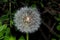 Dandelion to blow, white, bloomed, Common Dandelion