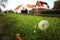 Dandelion with traditional Dutch houses as background