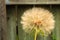 Dandelion turned to seed against a wooden fence