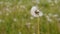 Dandelion umbrellas float along the breeze