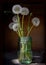 dandelion in a vaseÑŽSeveral dandelions stand in a can of water on a dark background