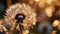 dandelion with water droplets and golden sunlight