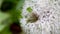 Dandelion with waterdrops