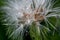 Dandelion with waterdrops