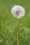 A dandelion weed flower