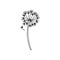 Dandelion weed flower black contour vector illustration. Simple doodle spring meadow flower.