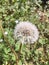 Dandelion weed with intact seed pods