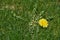 Dandelion weed in lawn