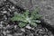 Dandelion weed, Taraxacum officinale, growing between gravel and a slab in a garden