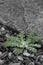 Dandelion weed, Taraxacum officinale, growing between gravel and a slab in a garden