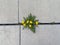 Dandelion weed, Taraxacum officinale, growing out of a crack in a sidewalk.