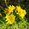 Dandelion Weeds