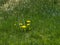 Dandelion weeds in a green grass lawn.