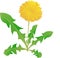 Dandelion on a white background, a medical plant,