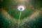 Dandelion white flower in lens flare sun beam